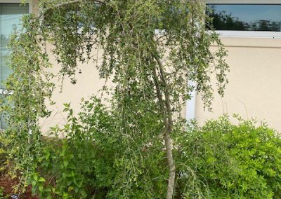 Weeping yaupon tree has pendulous branches.