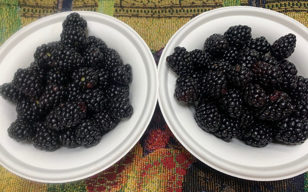 Video: Growing and Saving Blackberries