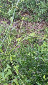 Smilax Vine