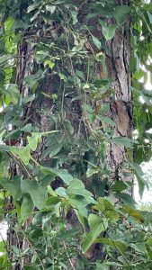 Smilax Vine on Tree Trunk