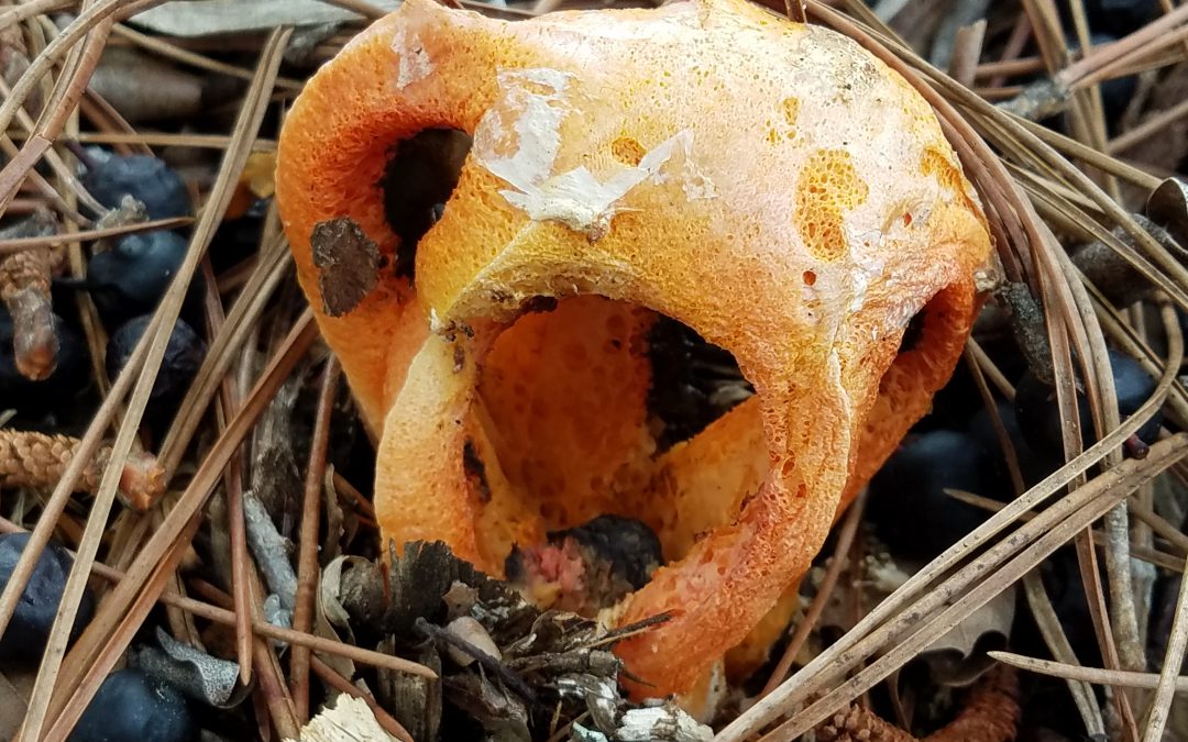 Stinkhorn Mushrooms