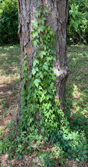 effect of vines on trees
