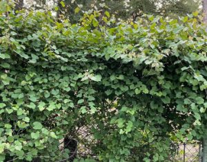 Muscadine on a fence.