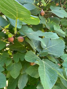 Section of mature fig tree with ripe fruit