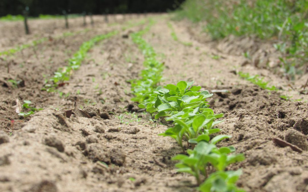 Top Tips for Vegetable Gardening in North Florida