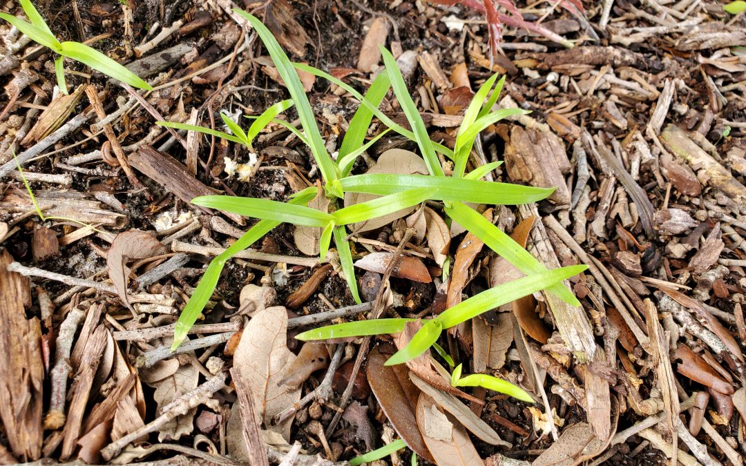 How to Control Doveweed, the Late-Summer Lawn Menace