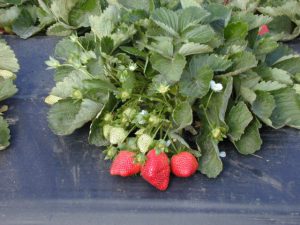 Strawberries growing on "plastic" to protect them from water splashed fungal spores found in soil. Image Credit: Matthew Orwat UF/IFAS Extension Washington County