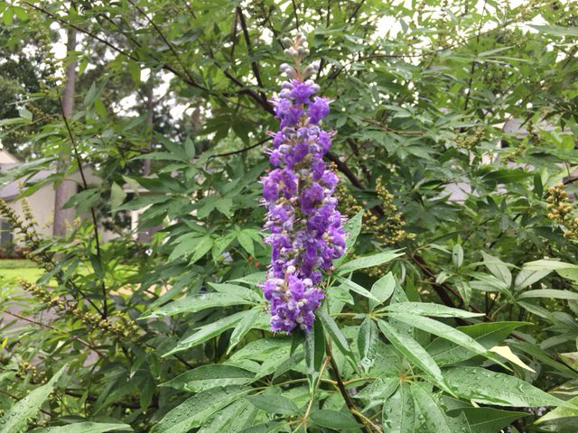 Vitex Leaf