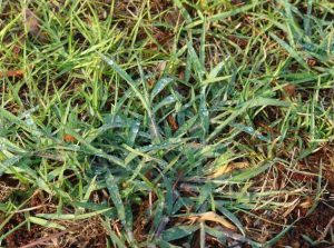 Crabgrass plant growing in centipedegrass lawn