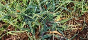 Crabgrass plant growing in centipedegrass lawn