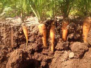 Carrots need enough space so as not to compete for light, nutrients, or moisture. Photo by Full Earth Farm.