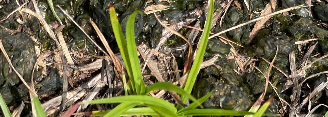 It’s Green, Gelatinous and in My Lawn