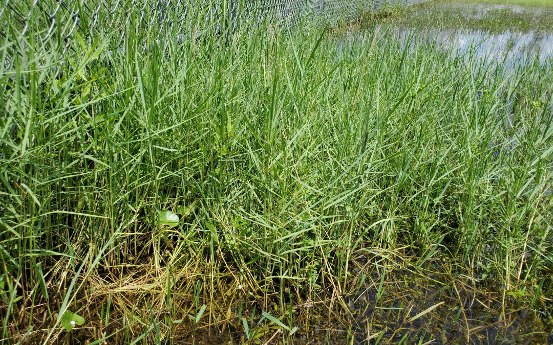 Controlling Torpedograss