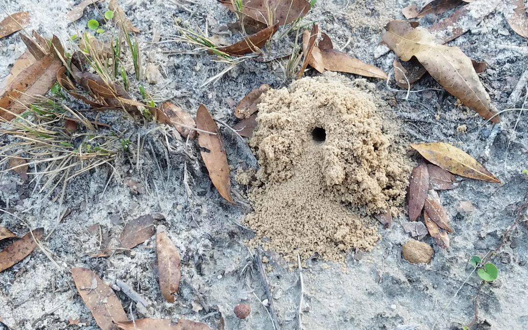 Ground-Dwelling Bees