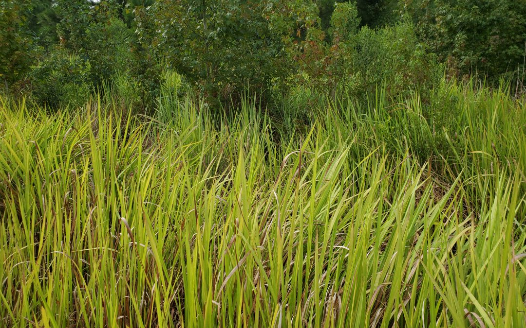 Controlling Cogongrass