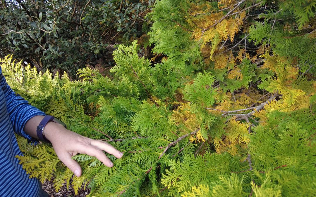 Video: Evergreen Shrubs in the Fall