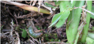 Small green caterpillar in grass