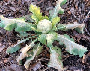 Even hardy cauliflower leaves can be damaged by cold winter nights in the Florida Panhandle. Photo by Molly Jameson.