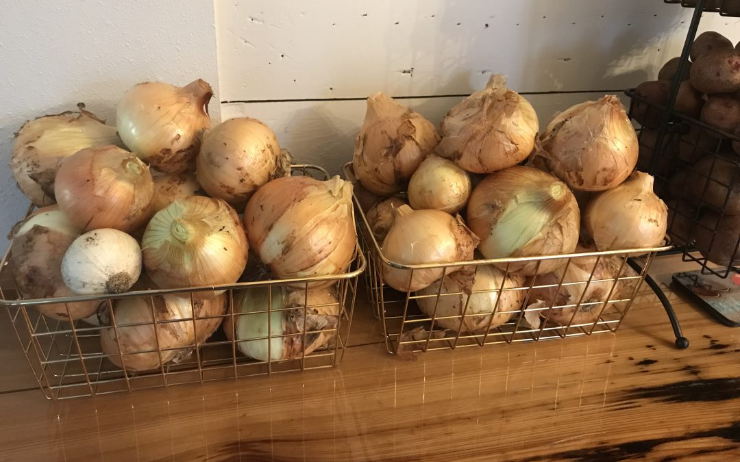 Up Your Gardening Game with Sweet Onions