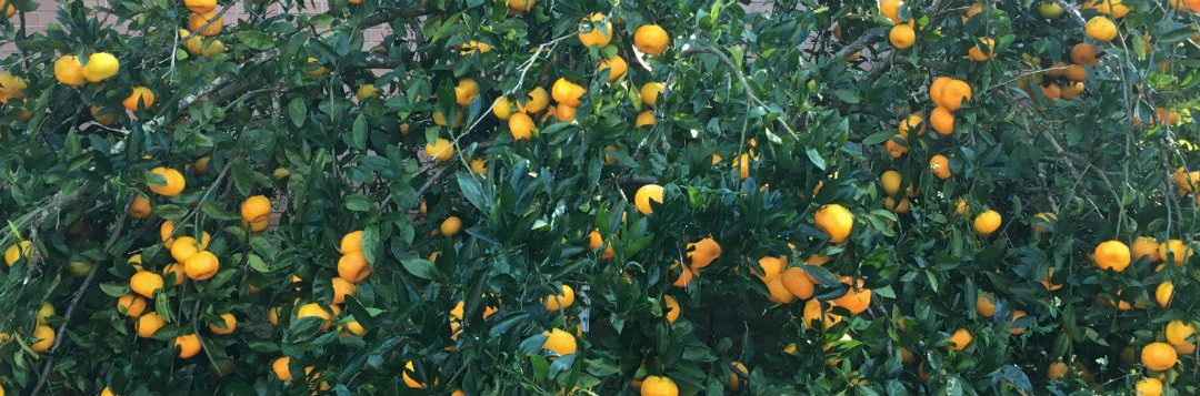 Biostimulants: An Innovative Approach to Improve Yield, Fruit Quality and Soil Health in Fruit Trees Particularly Citrus