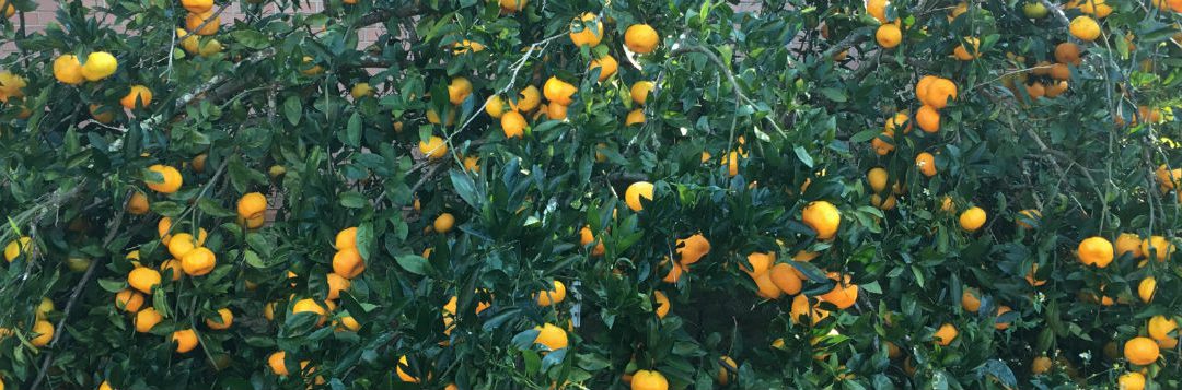 Let Citrus Ripen on the Tree