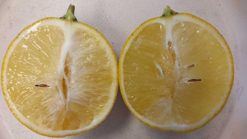 Citrus greening symptoms of the fruit. Photo by Brooke Moffis.