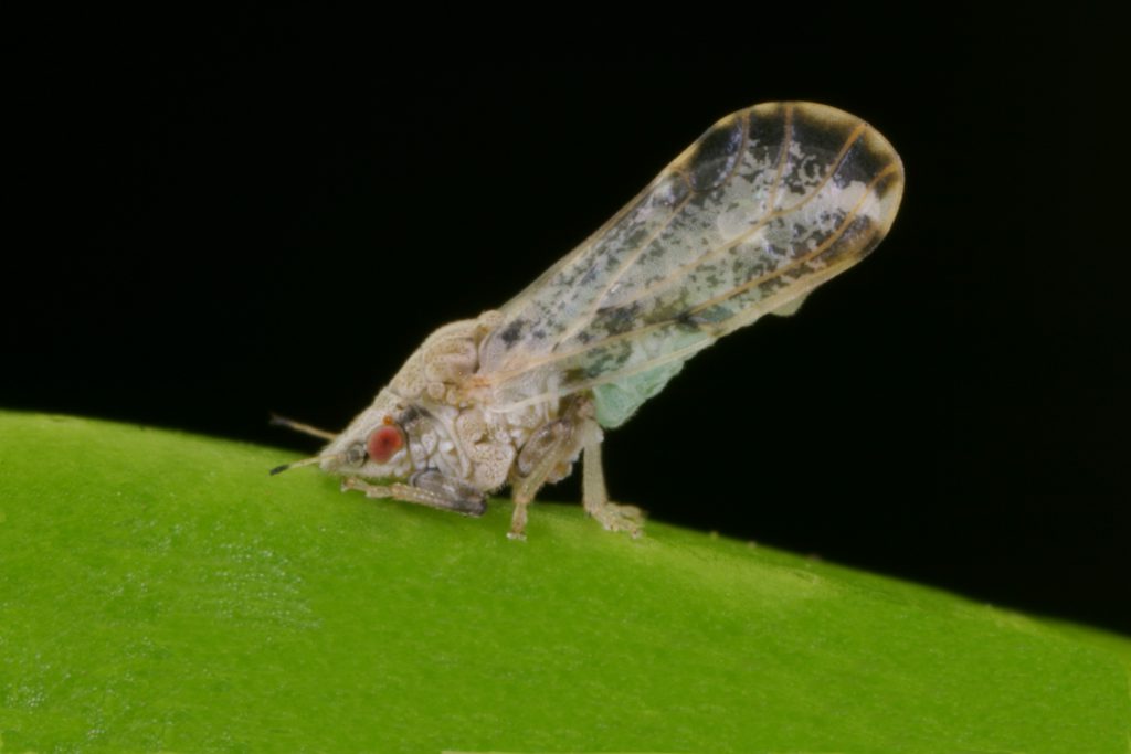 The Asian citrus psyllid, Diaphorina citri, spreads the bacterium responsible for citrus greening. Photo by Michael Rogers, UF/IFAS.
