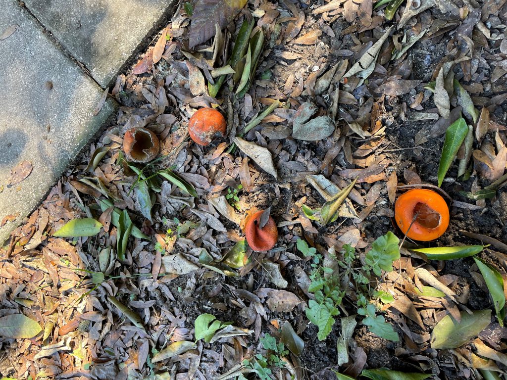 Roof rat damage to tangerines.