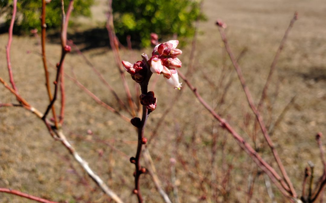 Chill hours | Gardening in the Panhandle - Northwest Extension District