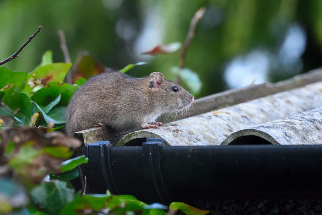 An adult roof rat.
