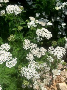 Yay for Yarrow | Gardening in the Panhandle