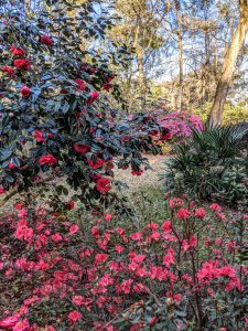 Azaleas and camellias, typical of a North Florida spring, were blooming by late February this year. If you don’t have some of these in your yard, now is a good time to plant. Photo by David W. Marshall.