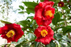 Now, before it gets hotter, add some colorful camellias to your landscape. Photo by David W. Marshall.