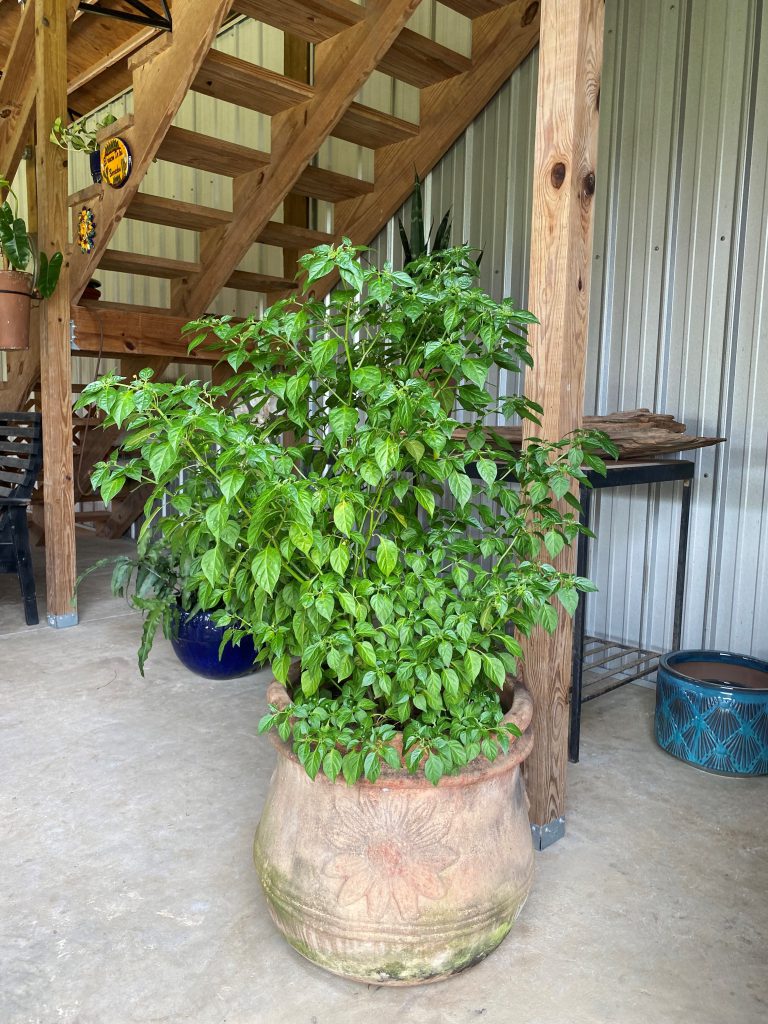 Large but compact charapita pepper plant in a container. 