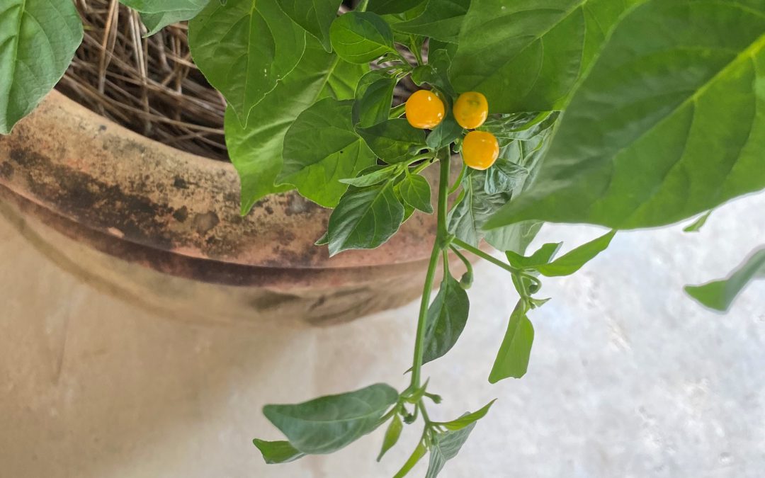 Charapita Pepper, A Unique Flavor in the Garden