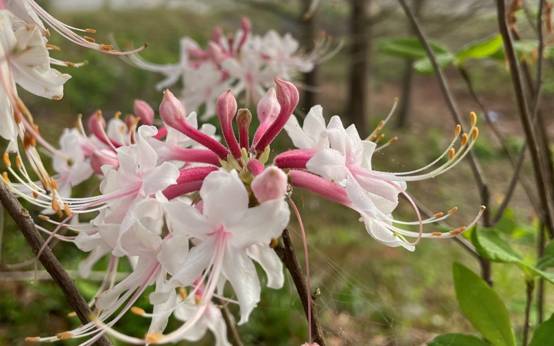 Native Azaleas in Bloom
