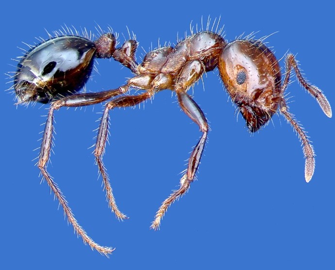 Fire Ants Spreading Like Wildfire – Ways to Co-Exist with this Invasive Species