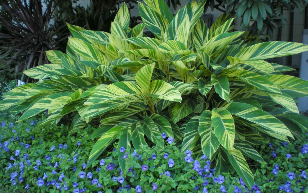 What to Do in the Garden in March and April