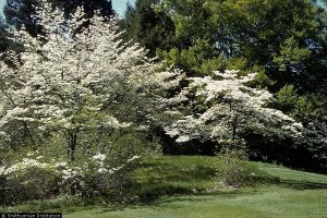 Dogwood trees in the wild. Photo Credit Smithsonian Institution