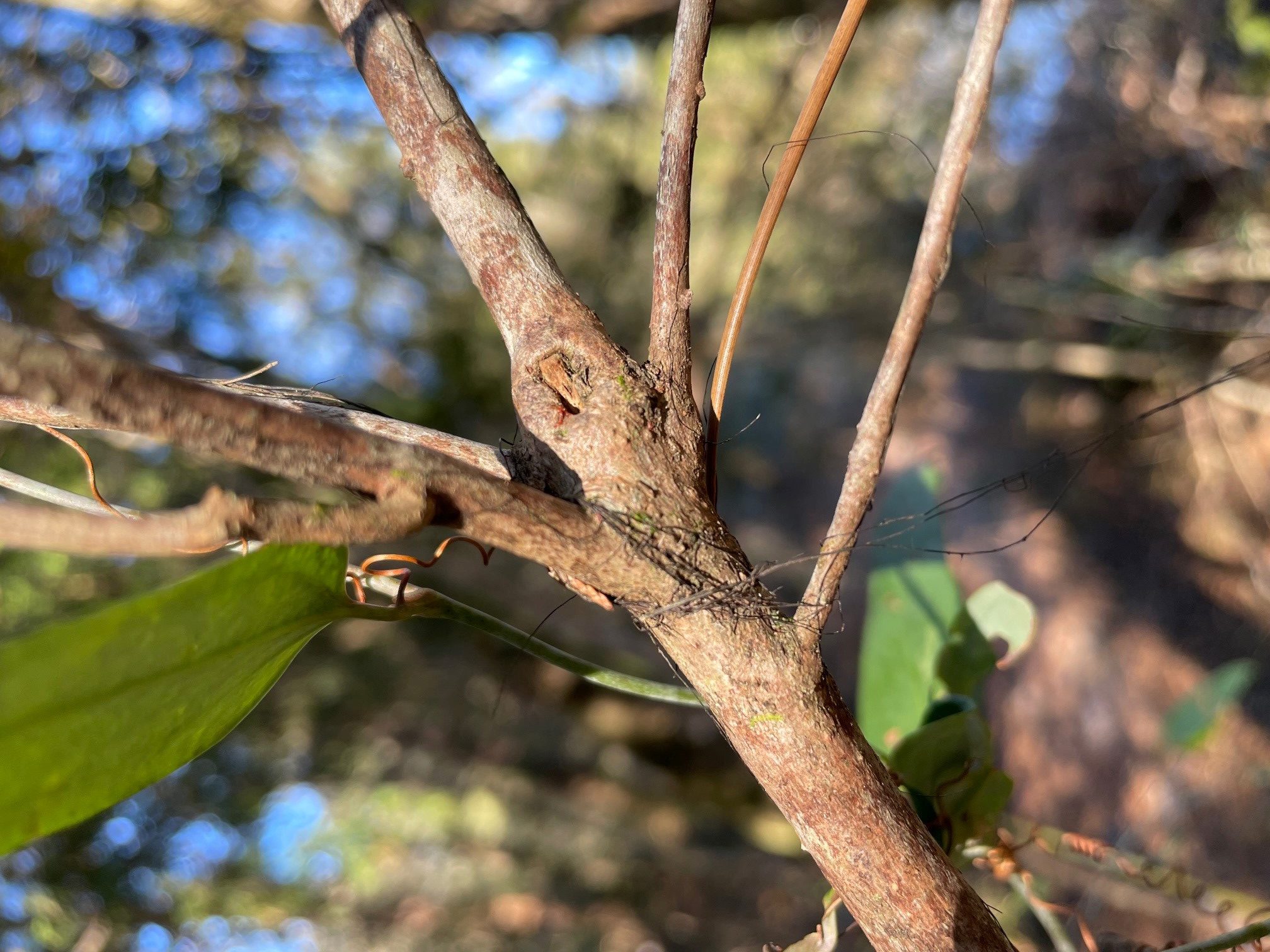 Horsehair fungusa mystery in the woods Gardening in the Panhandle