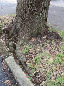 Large oak tree with exposed roots growing in a narrow parking lot island..