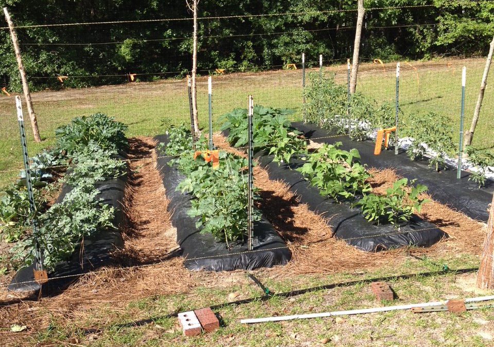 https://nwdistrict.ifas.ufl.edu/hort/files/2022/04/Vegetable-Raised-and-Drip-Irrigation-with-Black-Plastic-Cover-4_8_22-e1649786462153-960x675.jpg