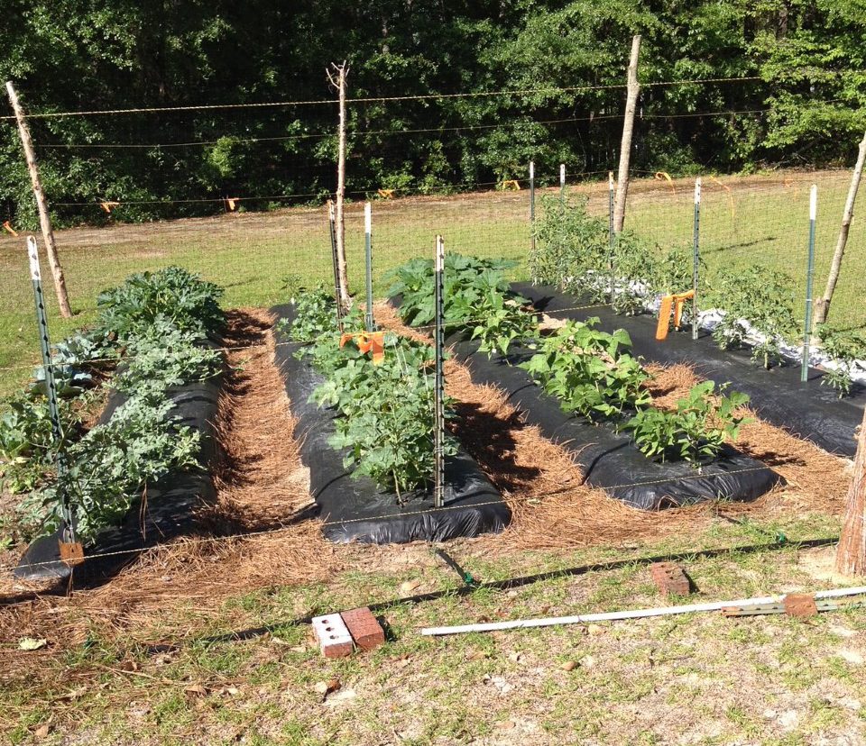 Vegetable Gardening for Beginners  Gardening in the Panhandle