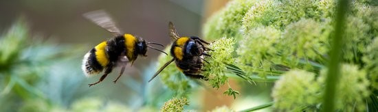 Supporting Native Wild Bees in the Florida Landscape
