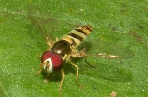 While we think of most flies as pests, garden flies, such as Allograpta obliqua species found in Florida, are excellent pollinators and insect predators. Photo by Jessica Louque, Smithers Viscient, Bugwood.org.