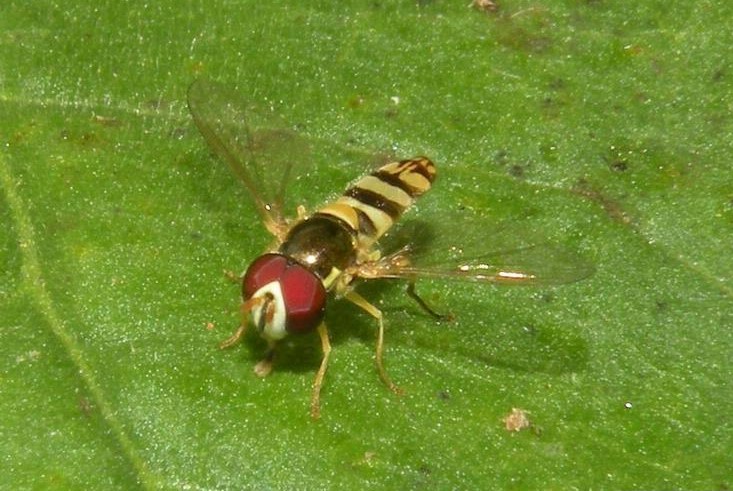 While we think of most flies as pests, garden flies, such as Allograpta obliqua species found in Florida, are excellent pollinators and predators of insects. Photo by Jessica Louque, Smithers Viscient, Bugwood.org.