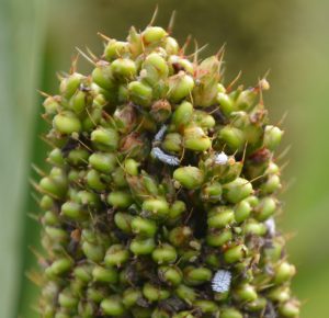 Aphids were lured into this sorghum seed head, which then attracted mealybug destroyer larvae, which are excellent garden predators. Photo by Les Harrison.
