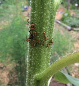 Sunflowers can attract leaf-footed bugs away from tomatoes. Hand pick and squish any that you see for better control. Photo by Molly Jameson.