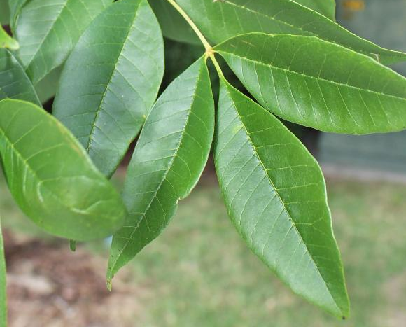 Need a Fast Growing Shade Tree?  Plant Green Ash.