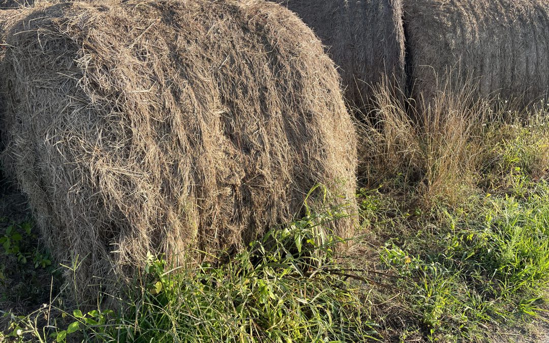 Be Careful of Residual Herbicides: Buying and Selling Hay/Straw for Garden Mulch and Compost